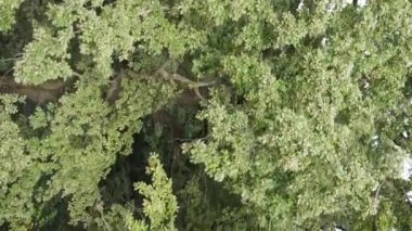 Yazın yeşil ormanın havadan görünüşü. Dikey video