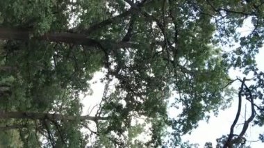 Yazın yeşil ormanın havadan görünüşü. Dikey video