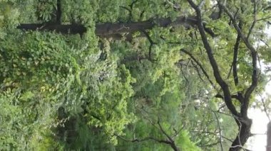 Yazın yeşil ormanın havadan görünüşü. Dikey video