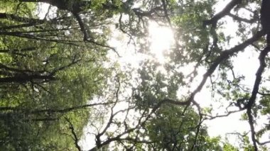 Yazın yeşil ormanın havadan görünüşü. Dikey video