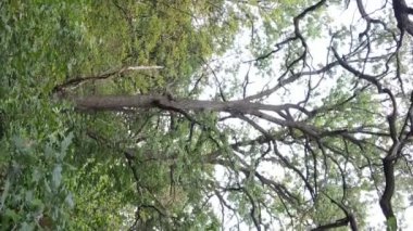 Yazın yeşil ormanın havadan görünüşü. Dikey video