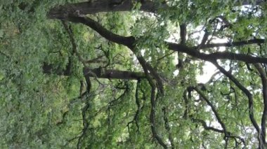 Yazın yeşil ormanın havadan görünüşü. Dikey video