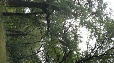 Yazın yeşil ormanın havadan görünüşü. Dikey video