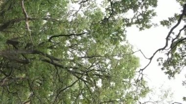 Yazın yeşil ormanın havadan görünüşü. Dikey video