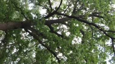 Yazın yeşil ormanın havadan görünüşü. Dikey video