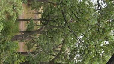 Yazın yeşil ormanın havadan görünüşü. Dikey video