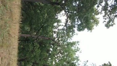 Yazın yeşil ormanın havadan görünüşü. Dikey video