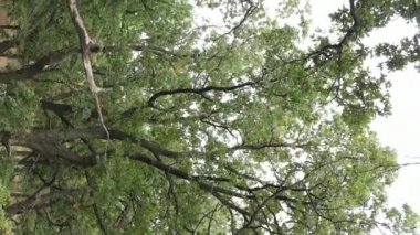 Yazın yeşil ormanın havadan görünüşü. Dikey video