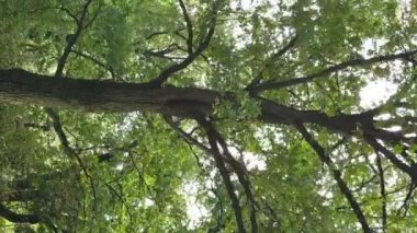 Yazın yeşil ormanın havadan görünüşü. Dikey video