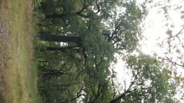 Yazın yeşil ormanın havadan görünüşü. Dikey video