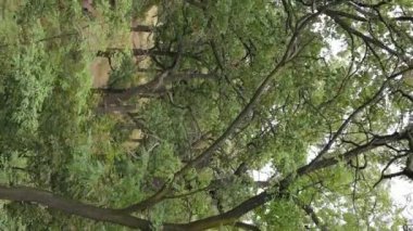 Yazın yeşil ormanın havadan görünüşü. Dikey video