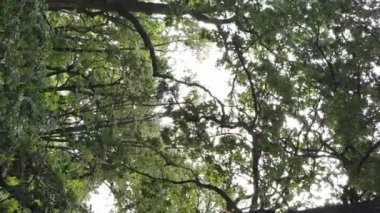 Yazın yeşil ormanın havadan görünüşü. Dikey video