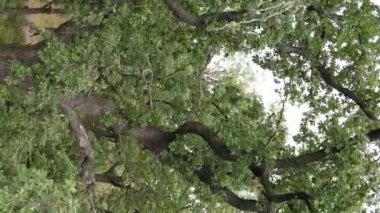 Yazın yeşil ormanın havadan görünüşü. Dikey video