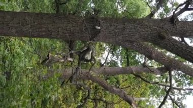 Yazın yeşil ormanın havadan görünüşü. Dikey video