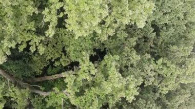 Yazın yeşil ormanın havadan görünüşü. Dikey video