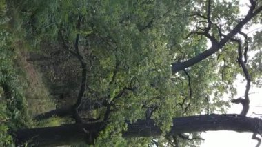 Yazın yeşil ormanın havadan görünüşü. Dikey video