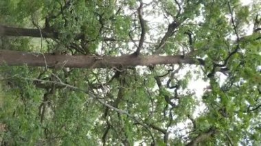 Yazın yeşil ormanın havadan görünüşü. Dikey video