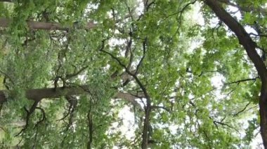 Yazın yeşil ormanın havadan görünüşü. Dikey video