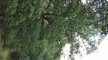 Yazın yeşil ormanın havadan görünüşü. Dikey video