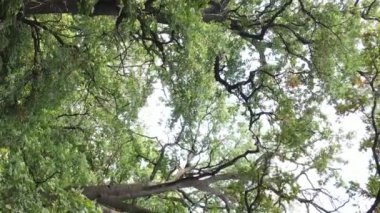 Yazın yeşil ormanın havadan görünüşü. Dikey video