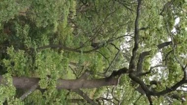 Yazın yeşil ormanın havadan görünüşü. Dikey video