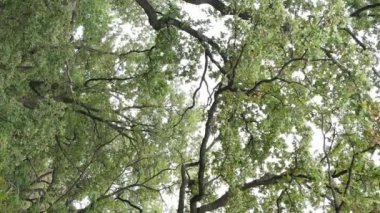 Yazın yeşil ormanın havadan görünüşü. Dikey video