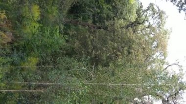 Yazın yeşil ormanın havadan görünüşü. Dikey video