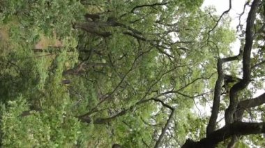 Yazın yeşil ormanın havadan görünüşü. Dikey video