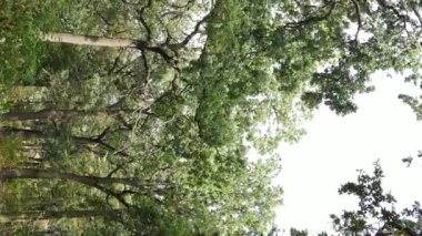 Yazın yeşil ormanın havadan görünüşü. Dikey video