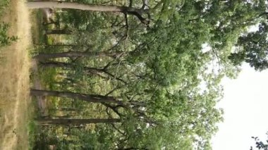 Yazın yeşil ormanın havadan görünüşü. Dikey video