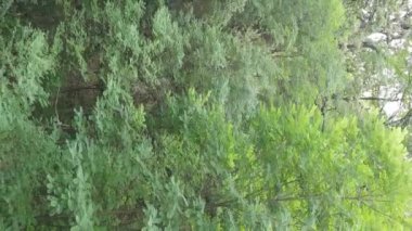 Yazın yeşil ormanın havadan görünüşü. Dikey video