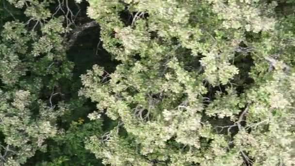 Vista aérea da floresta verde no verão. Vídeo vertical — Vídeo de Stock