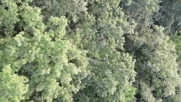 Luftaufnahme des grünen Waldes im Sommer. Vertikales Video — Stockvideo