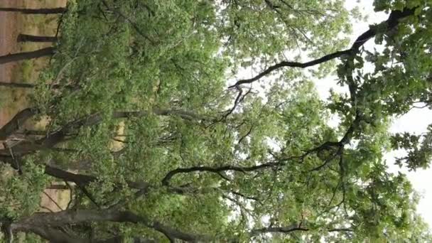 Luftaufnahme des grünen Waldes im Sommer. Vertikales Video — Stockvideo