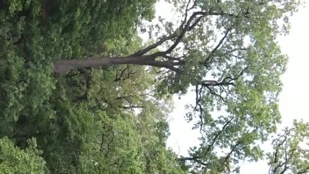 夏の緑の森の空中ビュー。垂直ビデオ — ストック動画