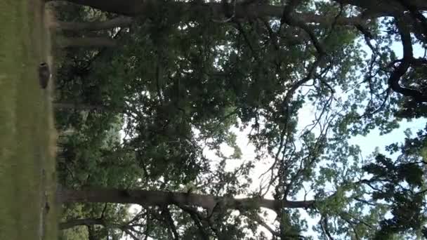 Luchtfoto van groen bos in de zomer. Verticale video — Stockvideo