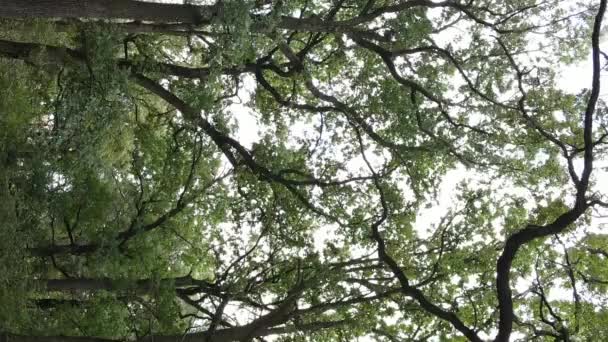 Widok z lotu ptaka na zielony las latem. Pionowe wideo — Wideo stockowe