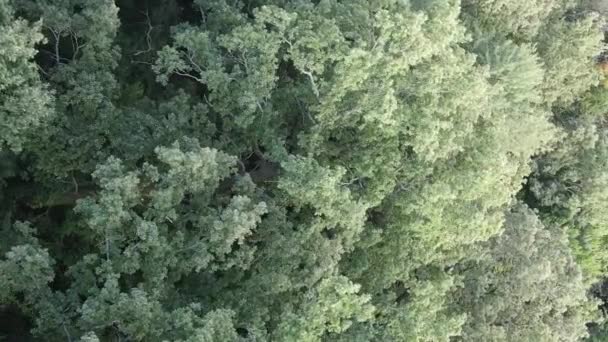 Вид с воздуха на зеленый лес летом. Вертикальное видео — стоковое видео