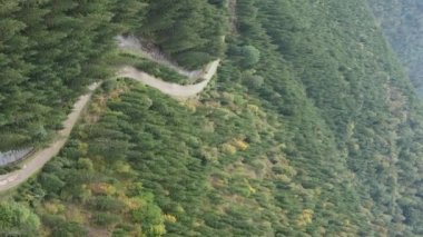 Dikey video Carpathian Dağları. Ukrayna