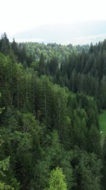 Karpat Dağları. Ukrayna. Dikey video