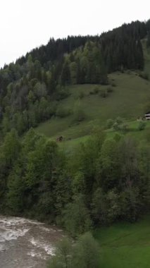 Karpat Dağları. Ukrayna. Dikey video