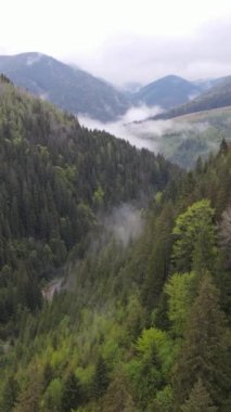 Karpat Dağları. Ukrayna. Dikey video