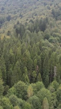 Karpat Dağları. Ukrayna. Dikey video