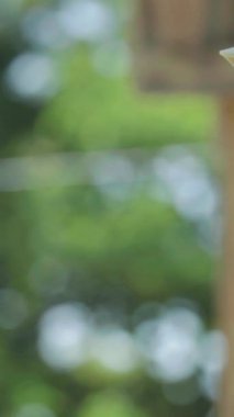 Tabancaya yakın çekim. Dikey video