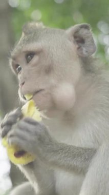 Monkey close-up in Cambodia Vertical video