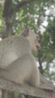 Monkey close-up in Cambodia Vertical video