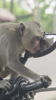 Monkey close-up in Cambodia Vertical video