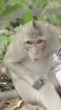 Monkey close-up in Cambodia Vertical video