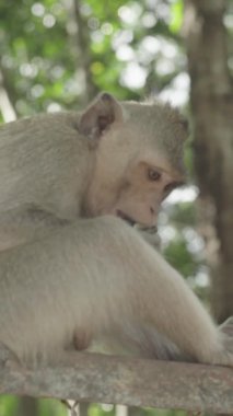 Monkey close-up in Cambodia Vertical video