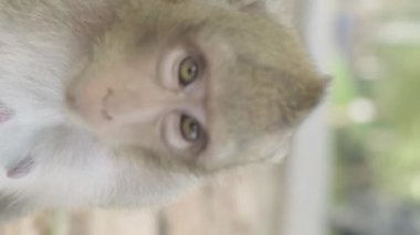 Monkey close-up in Cambodia Vertical video